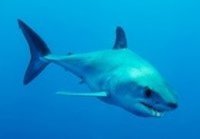 Organizaciones británicas acusan a España, Portugal y Marruecos de la sobrepesca del tiburón mako y piden su protección