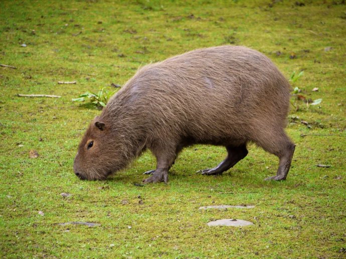 Capybara ('Hydrochoerus hydraecheris') 