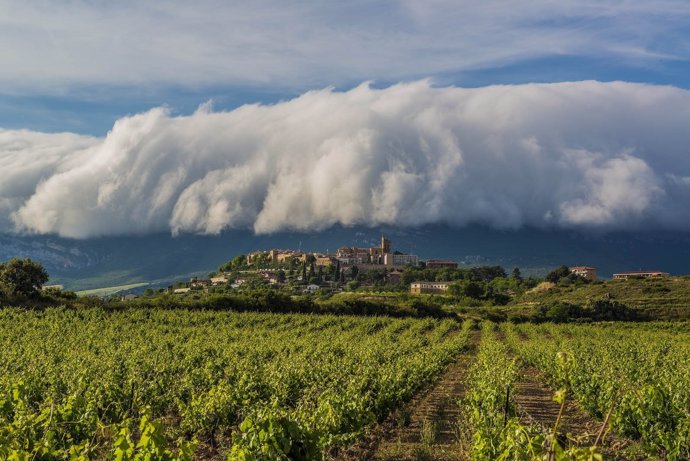 Viñedos en laguardia 