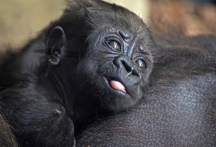 La nueva cría de gorila del Bioparc es hembra