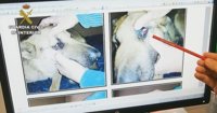 Cincuenta investigados en Málaga por maltrato y abandono de 316 animales domésticos