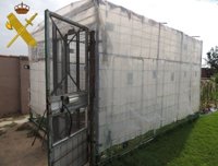 Cuatro detenidos tras desmantelar sendas plantaciones de marihuana en Valladolid