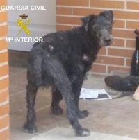 El Seprona investiga en Burgos al propietario de un perro hallado en estado famélico y abandonado