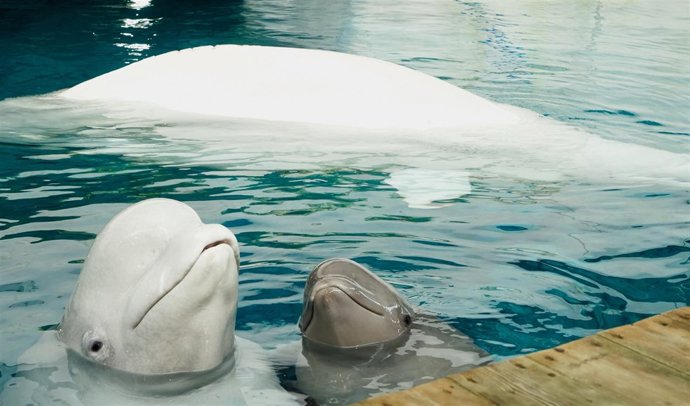      Las Tres Belugas Se Muestran Como Un Grupo Famili                          