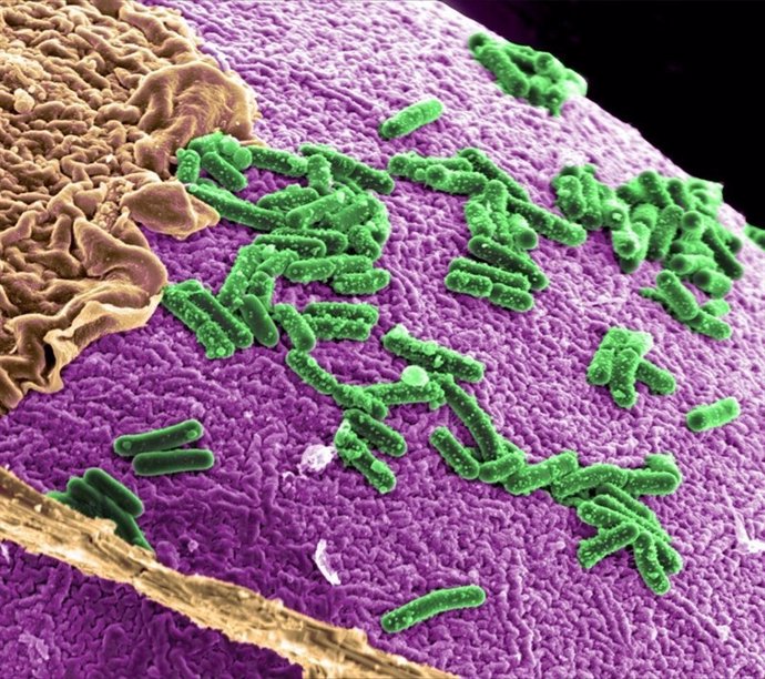 Imagen de archivo de una bacteria intestinal