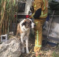 Rescatan a un mastín atrapado durante toda la noche bajo una caravana en Alicante