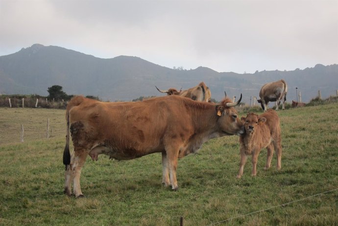 Vacas