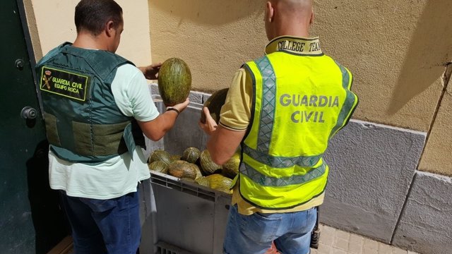 Una parte de los melones sustraídos