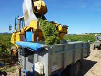 Grupo Rioja pide "responsabilidad" para evitar un "incremento de precios" en la uva con "nefastas consecuencias"