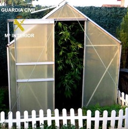 Invernadero con marihuana desmantelado en Burgos