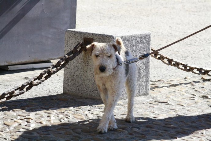 Perro, Calle, Perrete