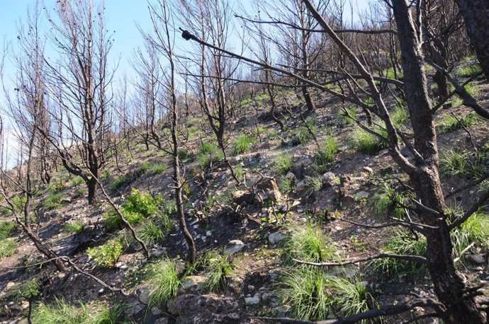 Hay gran cantidad de rebrotes de palmito y carrizo en la Serra de Tramuntana 
