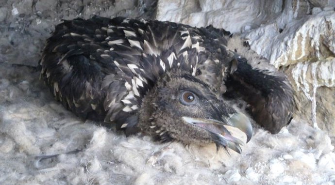 Basazoin, uno de los pollos de quebrantahuesos.