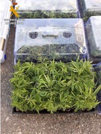 Desmantelada una plantación de marihuana del interior de una vivienda de Bargas
