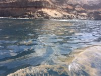 Clavijo defiende a los técnicos e insiste en que no ha habido "ningún peligro" para la salud por las microalgas