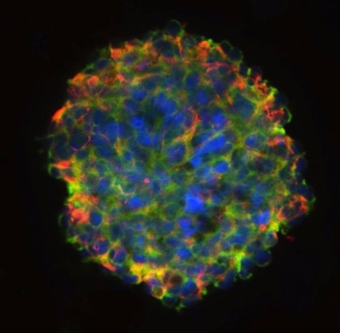 Avanza uso células madre domantes para la lesión medular