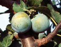 APAG Extremadura Asaja exige al Ministerio de Agricultura incluir la ciruela en el cupo de retirada de fruta de hueso