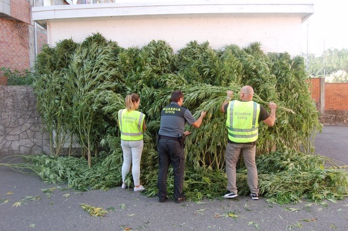 Intervenidas plantas de marihuana en Portas (Pontevedra).