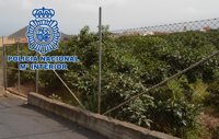 Cuatro detenidos por robar en una finca de aguacates en Los Realejos y matar a un perro guardián