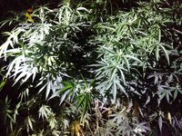 Dos detenidos por el cultivo de 45 plantas de marihuana con un peso de 140 kilos en La Robla y Sancedo (León)