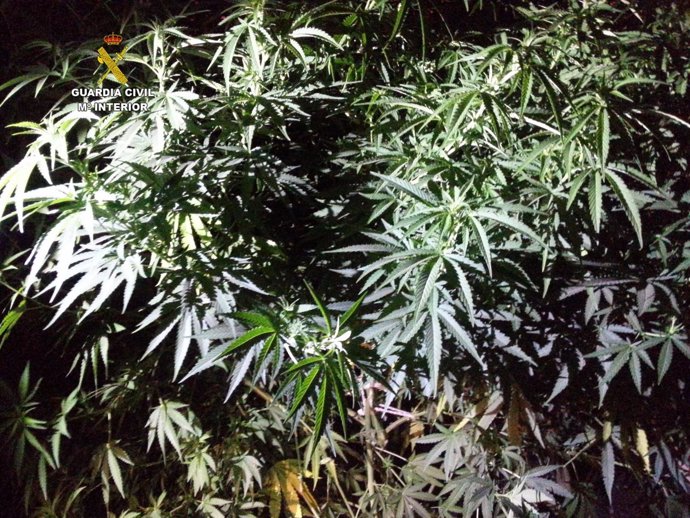 León. Plantas de marihuana decomisadas 