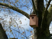 Diecisiete parejas de autillo europeo nidican en cajas-nido de Santander