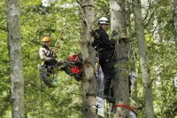 Varios activistas se suben a unos árboles en señal de protesta contra la tala ilegal en Polonia