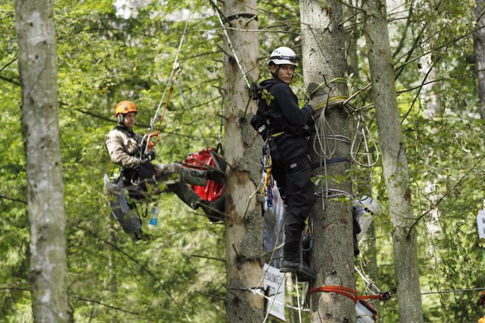 EVarios activistas se suben a unos árboles en señal de protesta contra la tala 