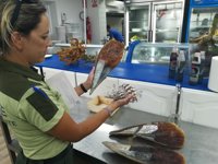 Intervenidos 17 ejemplares de dos especies protegidas de moluscos marinos