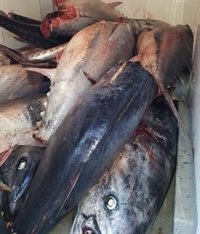 Decomisan casi una tonelada de atún rojo no apto para consumo