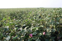 La Junta paga más de 288 millones en ayudas directas de la PAC en Córdoba