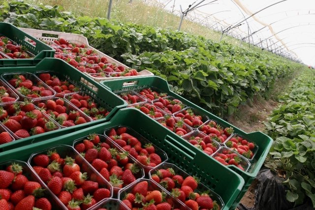 Nota De Prensa De La Consejería De Agricultura, Pesca Y Desarrollo Rural (Brexit