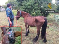 Investigado el propietario de una yegua por maltrato animal