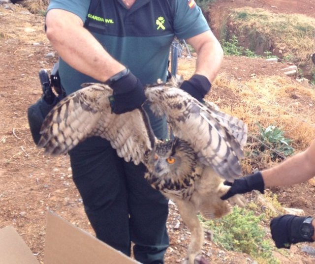 Agentes de la Guardia Civil con el búho real rescatado de la alambrada.