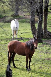 La Junta de Extremadura defiende su gestión frente a la sanción impuesta por Europa por las ayudas a pastos adehesados
