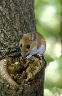 Un estudio participado por la UCLM demuestra en mamíferos que los padres influyen en el sexo de las crías