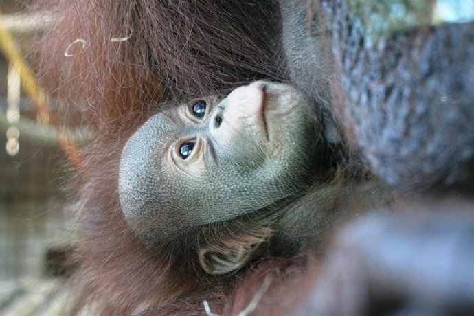Balu, la nueva cría de orangután de Borneo del Zoo de Barcelona