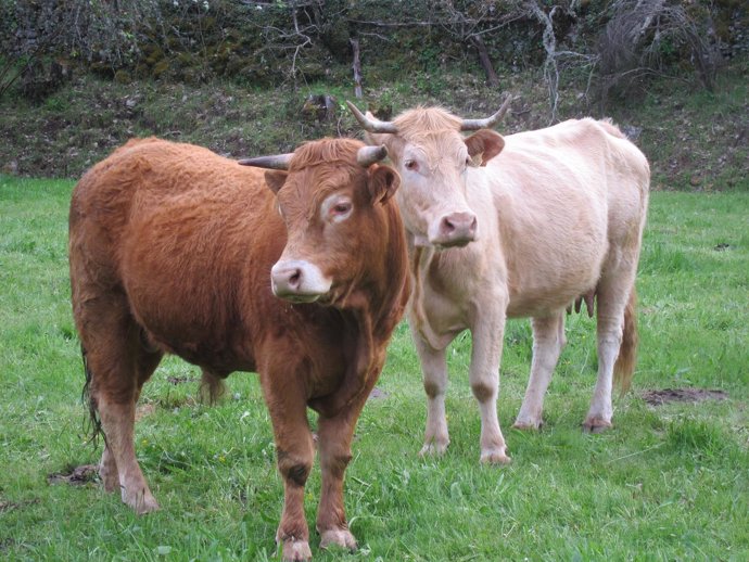 Vaca, vacas. Ternera, terneros. Ganado vacuno. Carne. Pastos.