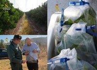Guardia Civil investiga a tres personas por utilizar con fines comerciales variedades de frutales protegidas