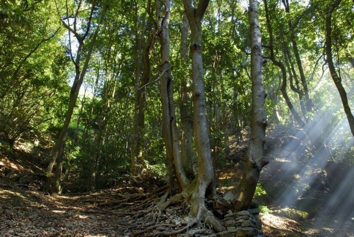 Monte de Las Mercedes