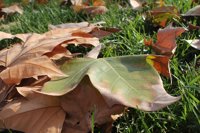La UCO participa en un estudio que revela cómo las heladas nocturnas afectan al tamaño de las hojas de plantas
