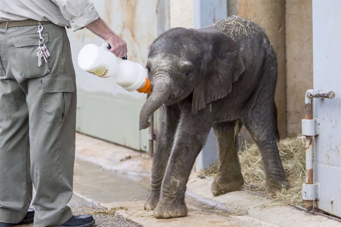 Elefante nacido en Cabárceno