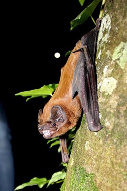 Murciélago 