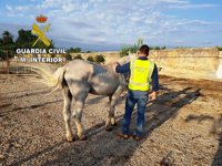 Detenido un hombre acusado de maltratar a un caballo que llevaba más de 10 días sin comida ni agua