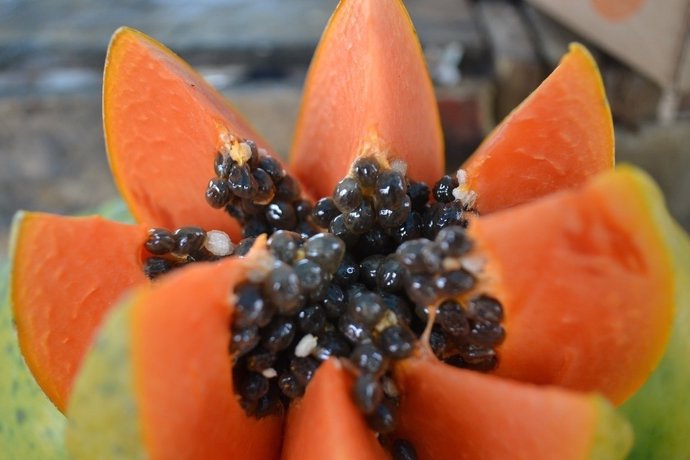 Papaya mexicana infección salmonela