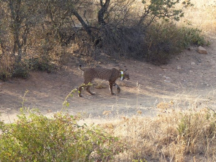 Lince