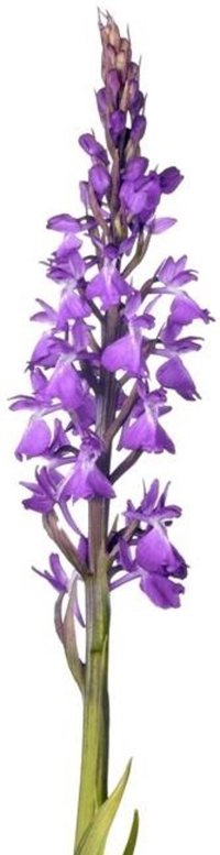 Detectados casi 5.500 ejemplares de la 'orquídea de prat' en el Parque Natural de s'Albufera