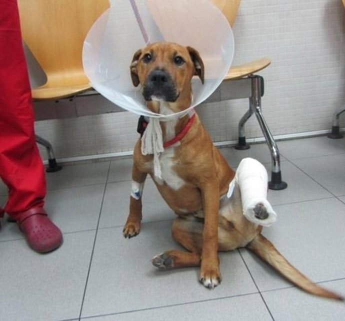 Gos abandonat a Viladecans amb la pota fracturada