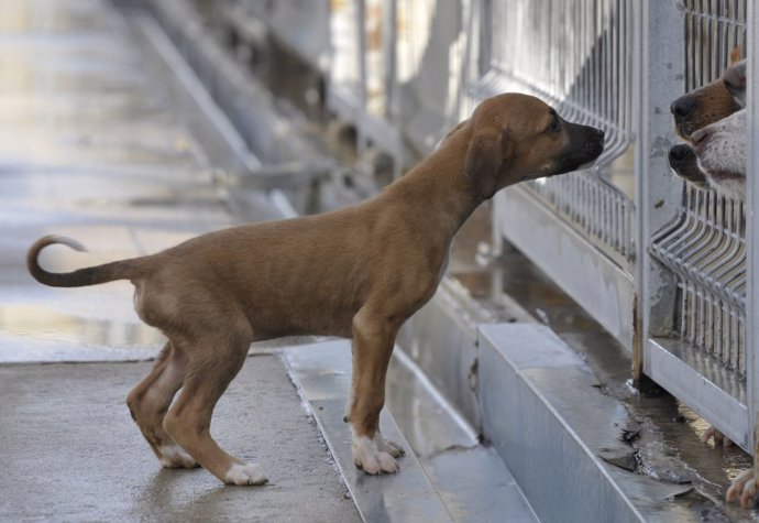 Más de 200 perros del centro de recogida animales de la DPH tienen familia.