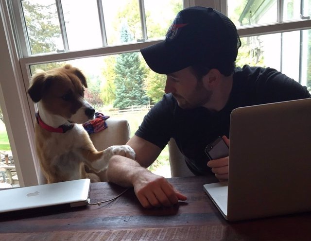 Chris Evans y su perro Dodger